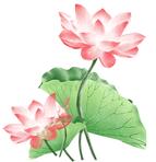 DƬ